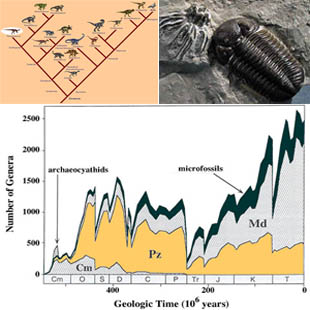 collage of three images: an evolutionary tree of dinosaurs, a fossil trilobite, and a graph showing the history of marine animal diversity.